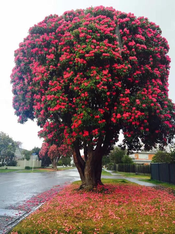 Rotorua City Center Holiday House Exterior foto